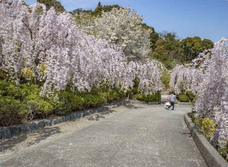 花見山