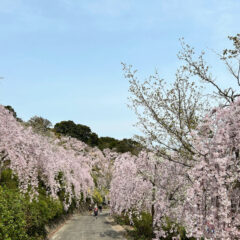 鳴門　花見山　しだれ桜　名所