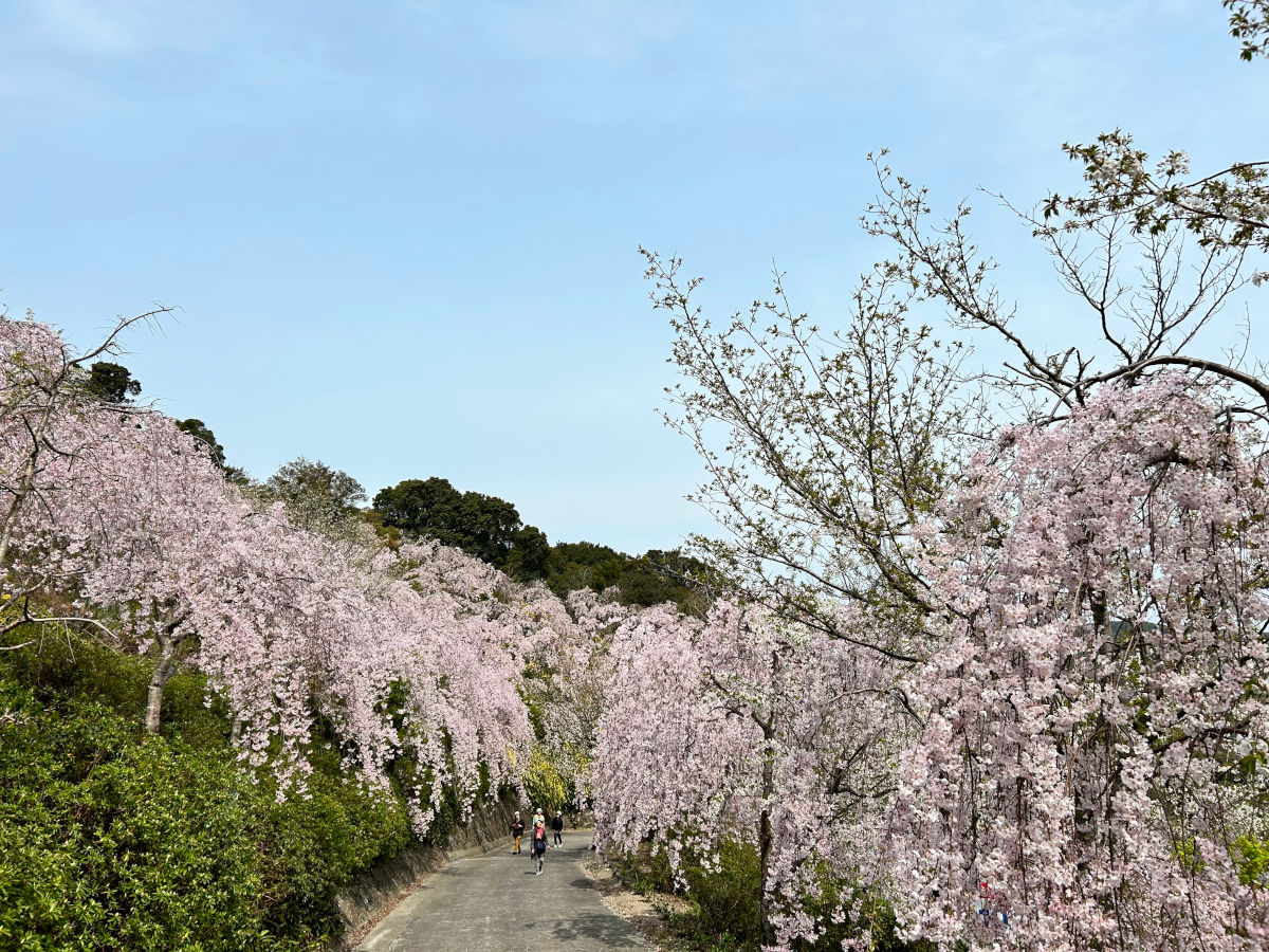 鳴門　花見山　しだれ桜　名所