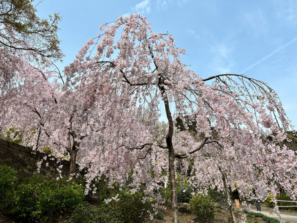 鳴門　花見山　しだれ桜